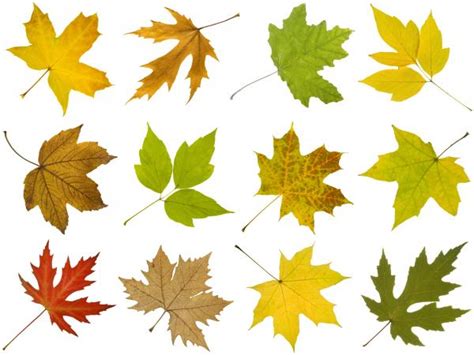 How To Identify Maple Tree Varieties Lovetoknow