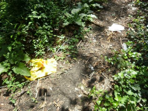 Poem heal the forest about a forest destroyed by progress. A Poem on Forest Conservation-Heal the Forest | HubPages