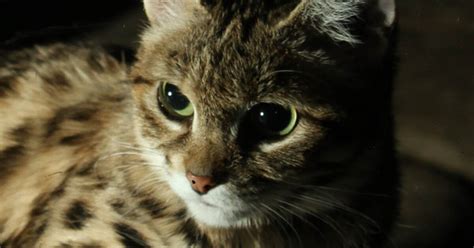 Worlds Deadliest Cat Is Adorable And Endangered