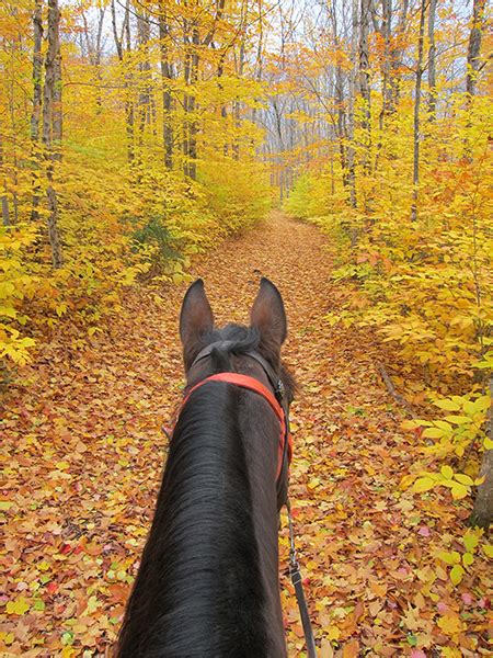 Horseback Riding The Northern Woods Of Maine In Autumn Equitrekking