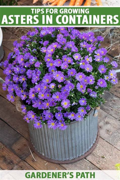 Tips For Growing Asters In Containers Gardeners Path
