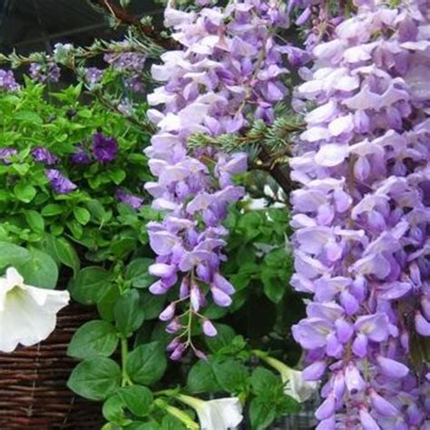 Check spelling or type a new query. Wisteria macrostochya 'Blue Moon' | Wisteria Blue Moon ...