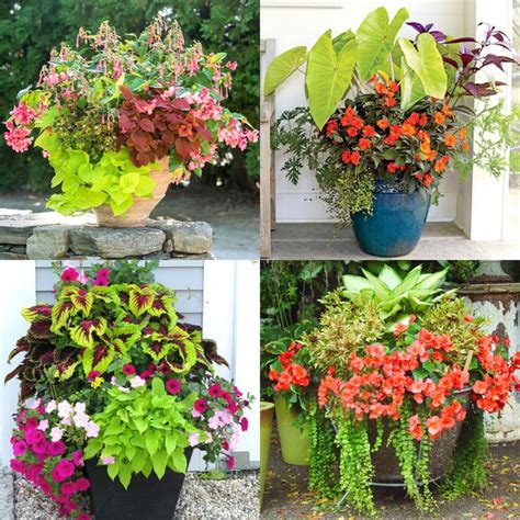 Dravenbuild Best Flowers For Pots In Partial Sun The Best Annuals