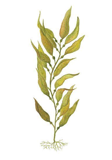 A Watercolour Painting Of Kelp Simple And Beautifully Striking