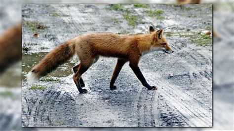 Fox Sightings On The Rise In Nc How To Keep Them Away From Your Home
