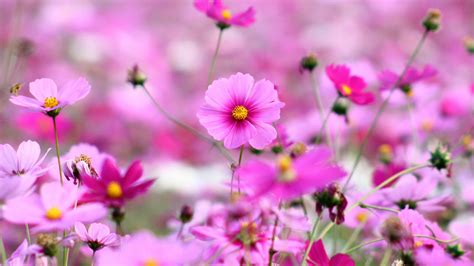 Hd wallpapers and background images. Cosmos Beautiful Pink Flowers Full Hd Wallpapers For ...