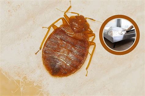 Bed Bug Alert These Michigan Cities Are Ranked Worst In America