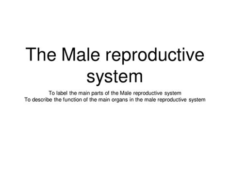 Male Reproductive System Teaching Resources