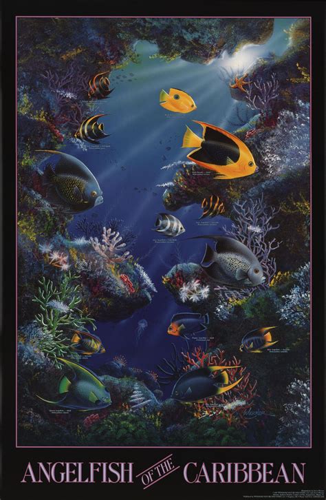 Angelfish Of The Caribbean Species Identification Poster Charting Nature