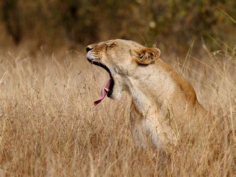 雌ライオン、ケニア ナショナル ジオグラフィック日本版サイト