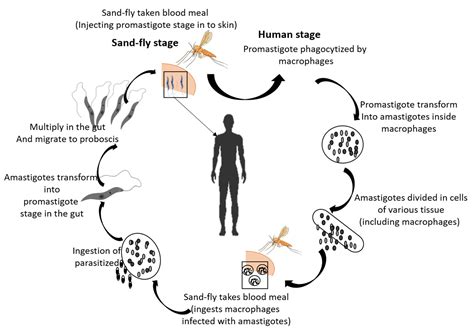 Leishmania Life Cycle