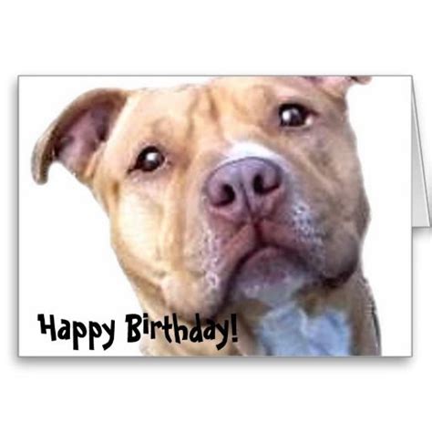 Happy Birthday Pitbull Greeting Card Au Happy Birthday