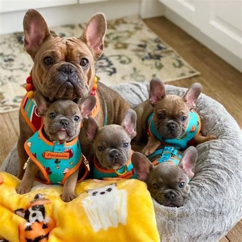 15 Mama Dogs Who Couldnt Be Prouder Of Their Babies Cute Little