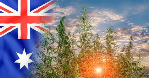 Cannabis In Australia State Laws Uses And More Info Sensi Seeds