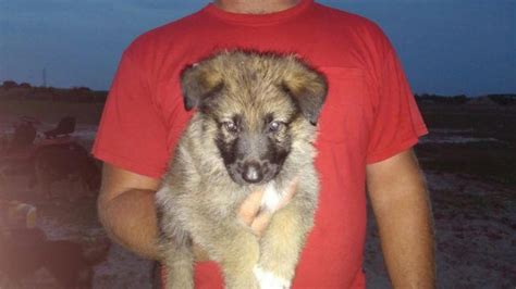 A sable german shepherd puppy can cost anywhere between $800 and $1500. SABLE GERMAN SHEPHERD PUPPIES for Sale in Fort Meade ...