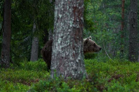 Brown Bear Hiding Behind The Tree Stock Photo Image Of Hungry Huge