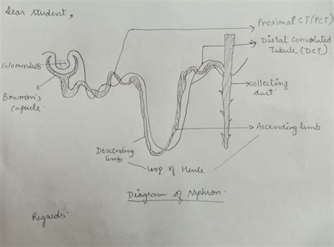 Draw Well Labelled Diagram Of Nephron Science Life Processes The Best Porn Website