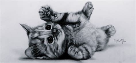 Great drawings with amusing cute kitties for a good mood. 40 Great Examples of Cute and Majestic Cat Drawings - Tail ...