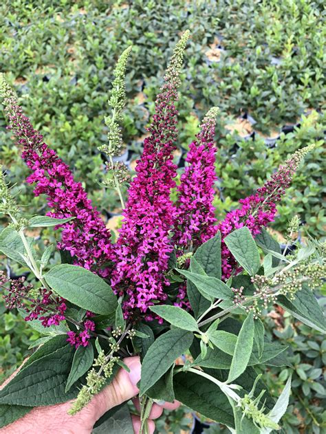 Butterfly Bush A Must Have For Your Garden Blog Embassy Landscape