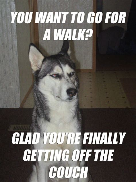 Sarcastic Dog Meme On Going For A Walk