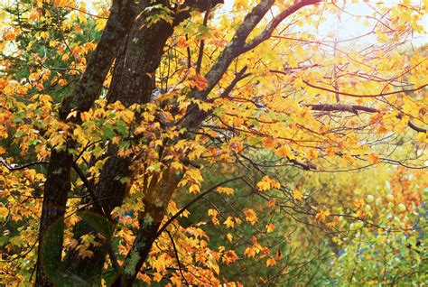 Free Stock Photo Of Autumn Gold Fall Foliage Fall Leaves
