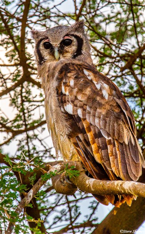 African Owl Serengeti National Park Tanzania 2019 Steve Shames Photo Gallery