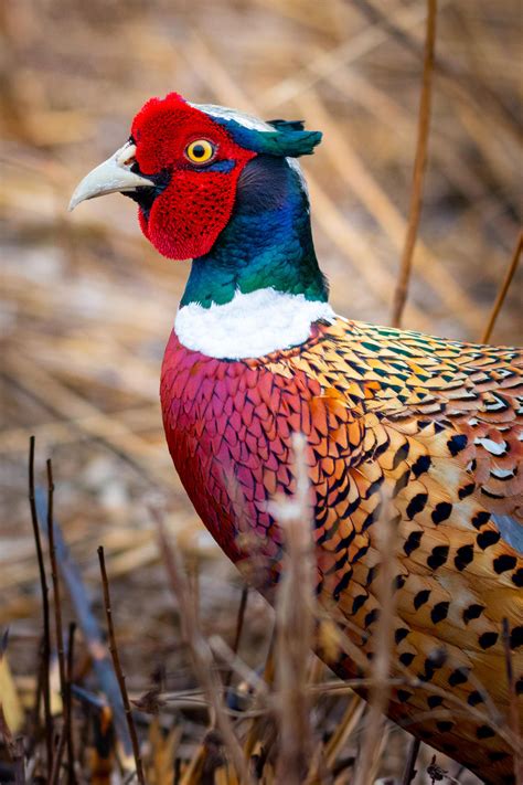 Ringnecked Pheasents Are Easily One Of The Most Striking Birds In North