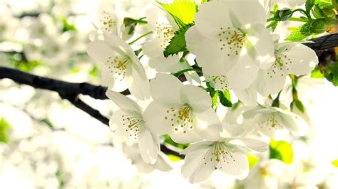 X X Spring White Flowering Apple Tree Buds