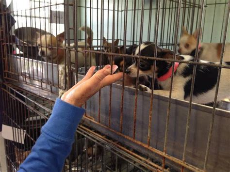 Puppy Mill Rescue Assisted By Mentor Group Mentor Oh Patch