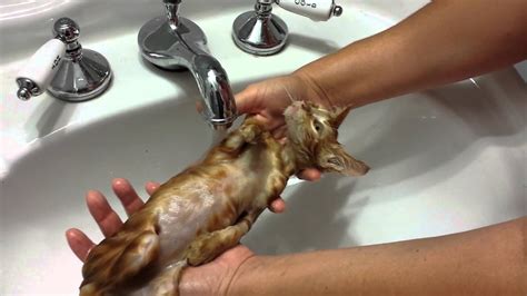 Kitten Bath Youtube