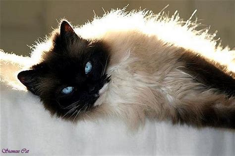 33 Siamese Cat Mixed With Ragdoll Furry Kittens