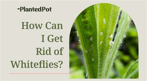 How To Get Rid Of Whiteflies 6 Easy Steps To Pest Free Plants