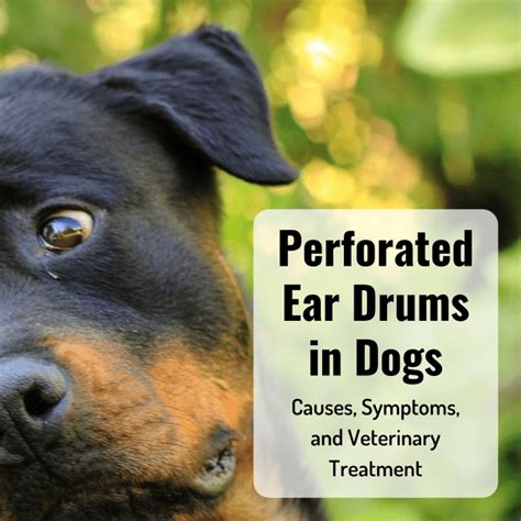 Signs Of A Perforated Eardrum In Dogs Pethelpful
