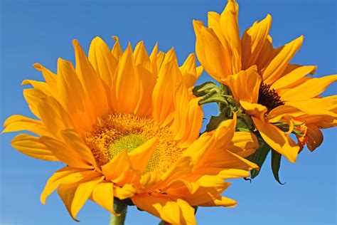 Sunflowers Michael Flickr