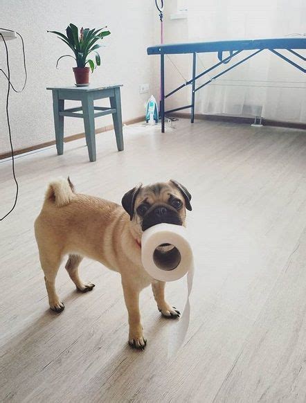 15 Funny Pug Pictures That Will Make You Laugh Pugs Funny Funny Pug