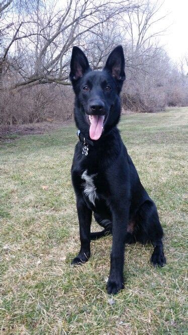Many police k9's now favor this gsd black lab mix django not rated yet his name is django. 16 best Belgium Malinois images on Pinterest | Belgium ...