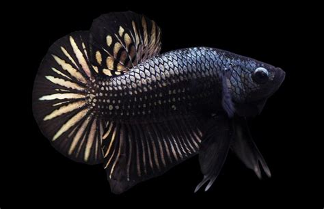 7 Most Expensive Betta Fish In The World 2023 Guide Pet This And That
