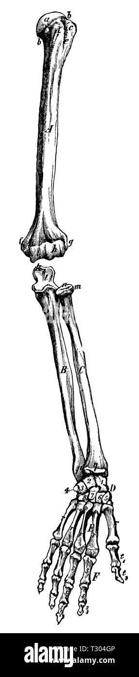 Human Skeleton Of The Left Arm Anonym Stock Photo Alamy