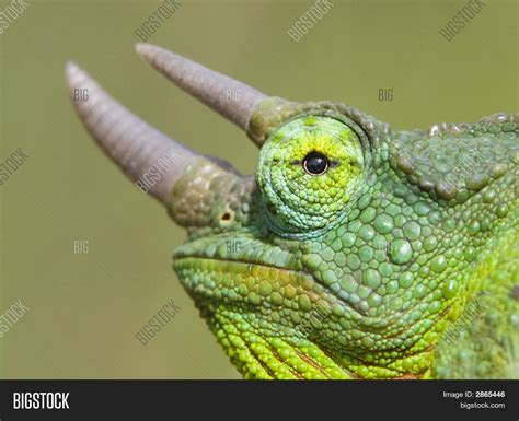 Horned Chameleon Image And Photo Free Trial Bigstock