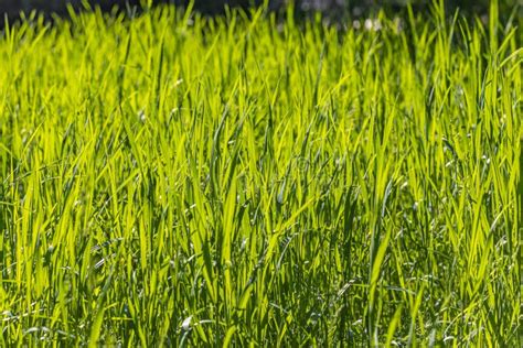 Beautiful Horizontal Texture Of Green Creeping Wild Rye Grass Is In