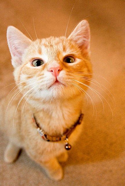 21 Ridiculously Adorable Cross Eyed Cats Catster