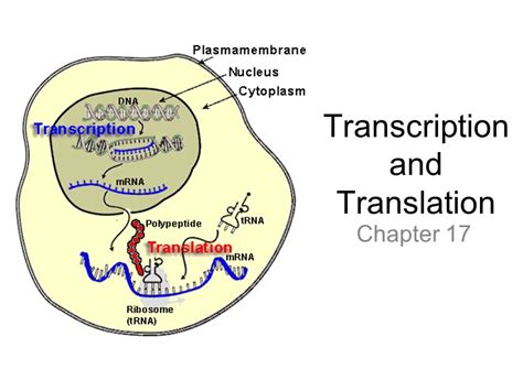 Flowchart Wiring And Diagram Venn Diagram Comparing Transcription And