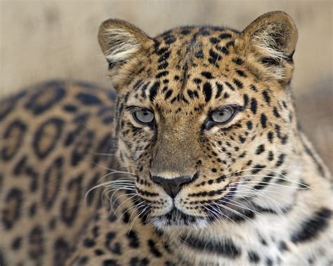 Jeong The Amur Leopard Panthera Pardus Orientalis Amur Leopard