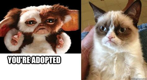 Youre Adopted Blunt Gizmo Quickmeme