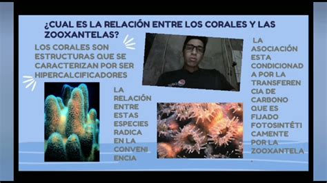 Simbiosis Entre Corales Y Zooxantelas Youtube