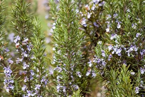 It's popular amongst both males and females. Why Use Rosemary Oil for Hair Growth (and Reduce Hair Loss ...