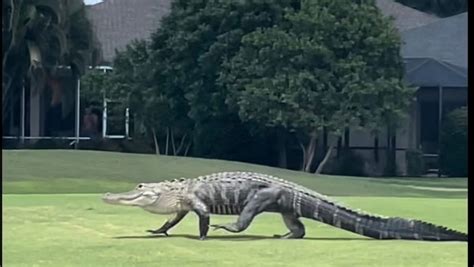 Florida Alligators Strolling Through Neighborhoods Are Hot