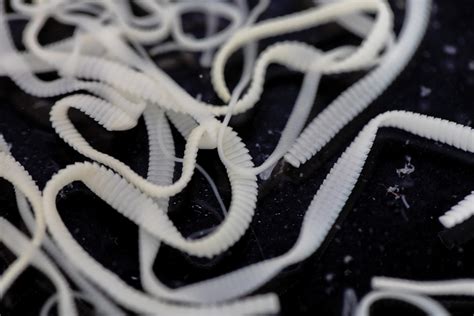 Be Vigilant When It Comes To Tapeworms Manitoba Co Operator