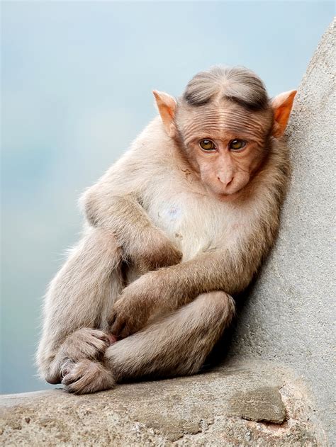 Monkey Wikipedia