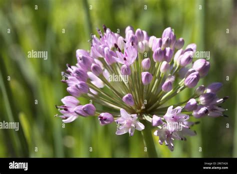 Chives Garlic Chives Allium Tuberosum Stock Photo Alamy